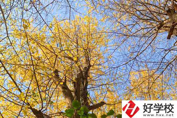 衡陽市瀟湘衛(wèi)生中等專業(yè)學(xué)校的專業(yè)就業(yè)方向如何？