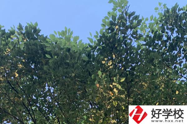 邵陽職業(yè)技術學校就業(yè)好不好？值得報考嗎？