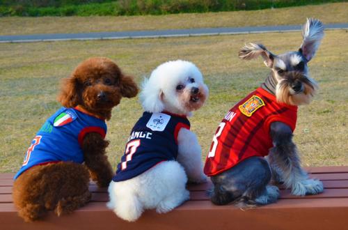 寵物養(yǎng)護(hù)與經(jīng)營