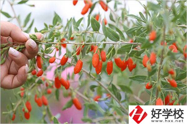 在湘西學(xué)中草藥栽培怎么樣？開設(shè)此專業(yè)的學(xué)校有哪些？