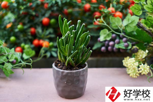 長沙市醫(yī)藥中專學(xué)校有哪些熱門專業(yè)？