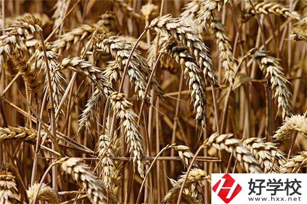 岳陽最好的中專是哪一所？學(xué)校推薦學(xué)習(xí)哪些專業(yè)？