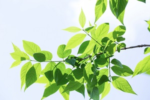 沒有復(fù)習(xí)計(jì)劃