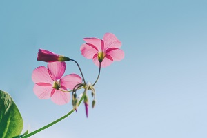 招生院校對(duì)?？飘厴I(yè)生的要求頗多