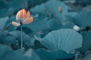 很多考生在結(jié)束了高考之后，由于成績(jī)不理想，未能如愿進(jìn)入理想的大學(xué)